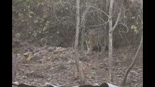 Sub Adult Male Cub Shivam (Son of Bhanuskhindi Tigress)