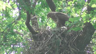 Mäusebussard mit Jungen im Raaderwald 2018 (Buteo buteo)