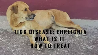 Ehrlichia in Dogs: What It Is and How To Treat