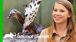 A New Baby Giraffe Arrives At Australia Zoo! | Crikey! It's The Irwins