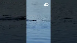 Alligator approaches children in lake