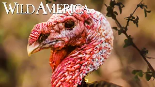 Wild America | S10 E10 Wild Turkeys: Part 2 | Full Episode HD