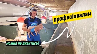 Вирощування Свиней: Все що потрібно знати новачкам для успіху. @fitfarm0515