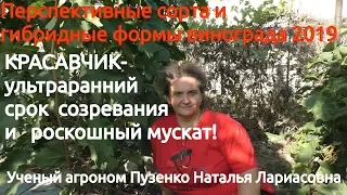 Виноград Красавчик- янтарный, ультраранний с мускатом!!! Писанки О.М. (Пузенко Н. Л.)