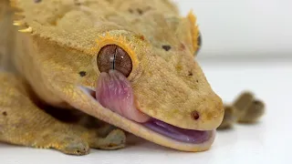 Crested Gecko Licks Eye