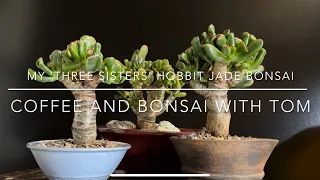 JDF-04 Pruning My ‘Three Sisters’ Hobbit Jade Bonsai Forest (Crassula Ovata)