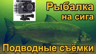 Ловля крупного сига весной. Подводные съёмки рыбалки. Озеро Сторуман. Рыбалка в Швеции.