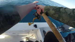 Fighting a BIG Amberjack offshore