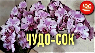 ДЕЛЕНИЕ ОРХИДЕИ И ПОСАДКА НА ФИТИЛЬ! СОК ПОДОРОЖНИКА ДЛЯ ОРХИДЕЙ! БЫСТРЫЙ И ОШЕЛОМЛЯЮЩИЙ РЕЗУЛЬТАТ!