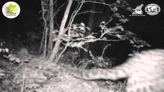 Дальневосточный леопард пометил скрытую камеру