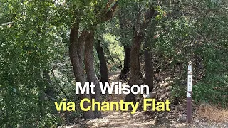 Mt Wilson Hike From Chantry Flat - HikingGuy.com