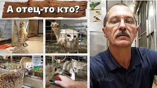 А отец-то кто?