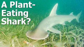 The Only Plant-Eating Shark - The Bonnethead