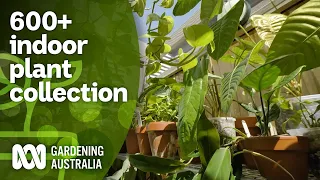 Touring a couple's 600+ indoor plant and cacti collection | Indoor plants | Gardening Australia