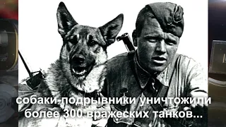 Собакам Великой Отечественной посвящается