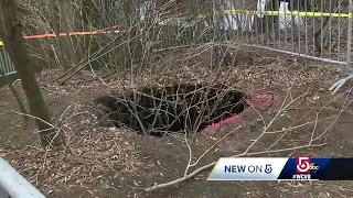 Boston sinkhole swallows tree