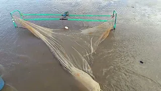 Video 3/3 Last drag of the shrimp beam trawl!