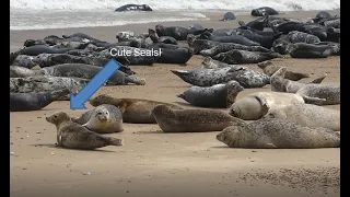 Cute Grey Seals and Grey Seal pups in Norfolk