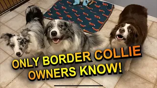 Things only border collie owners would know!