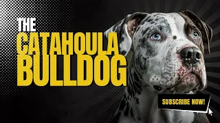 This Unbelievable Catahoula Bulldog is a Must-See!