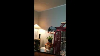 'Alexa, STOP!': Mischievous parrot shuts up Frank Sinatra