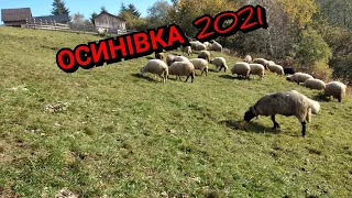 Осинівка 2021.