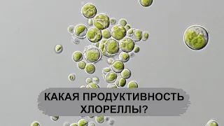 КАКАЯ ПРОДУКТИВНОСТЬ ХЛОРЕЛЛЫ?