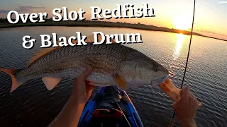 Over Slot Redfish And Black Drum Kayak Fishing