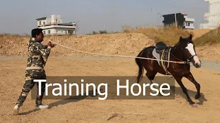 Horse Training