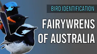 Learn to ID: Fairywrens of Australia