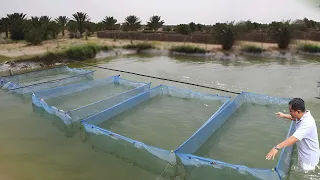 Here's how to raise thousands of CATFISH using a net cage and earn thousands of dollars doing it.