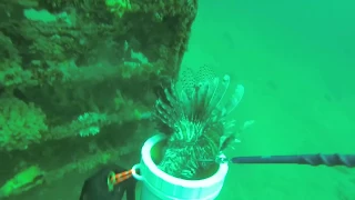 Panama City Beach Lionfish killing