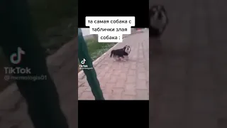 та самая собака с таблички злая собака😂😂😂 #shorts #приколы