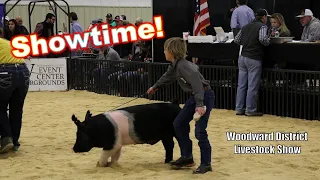 First Pig Show! (Woodward District Livestock Show)