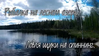 Рыбалка на лесном озере.