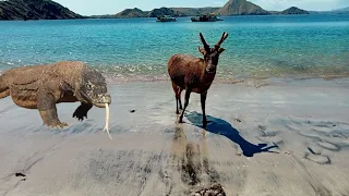 KOMODO DRAGON TRYING TO ATTACK DEER BY THE BEACH