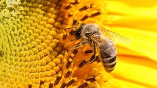 Как защитить себя от ужаления пчелами? Пчелы не любят...