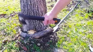 Tree Girdling Root Gently Removed