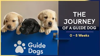 0-8 Weeks | Episode 3 | The Journey of a Guide Dog