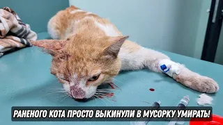 Раненого кота выбросили умирать в мусорный бак!