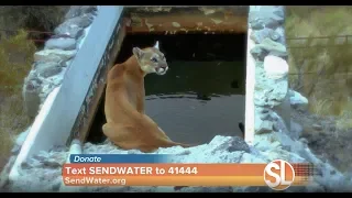 Water for Wildlife on Sonoran Living ABC 15