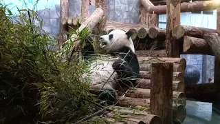 Панда в московском зоопарке