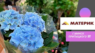 Садовый центр МАТЕРИК🪴 ОКеан ЦВетов🌊💐🌺🌹🌸 Готовимся к праздникам!