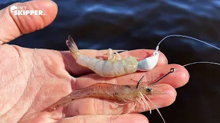 This rig catches so many fish! Dead Shrimp vs Live Shrimp