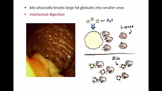 digestive system part 2   20190317 155321 48