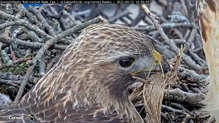 Red-tailed Hawks Spruce Up The Nest During Incubation Swap | April 12, 2023