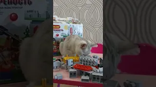 Кошки тоже любят поиграть в конструктор Bauer