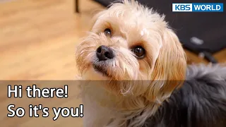 Hi there! So it's you! (Dogs are incredible EP.119-6) | KBS WORLD TV 220426