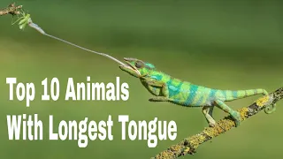 Top 10 Animals with Longest Tongue in 2021. Longest Tongue Animals in the world.