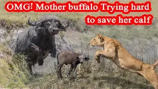 OMG! Mother buffalo Trying hard to save her calf | Must Watch 2019 | Buffalo Battle for Poor Calf